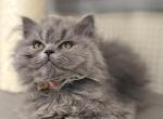 Stanley - British Shorthair Kitten For Sale - Huntington&comma; NY&comma; US