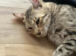 Savannah - Savannah Cat For Sale - Carmel&comma; NJ&comma; US