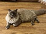 Celestial - Ragdoll Cat For Sale/Retired Breeding - Prosperity&comma; SC&comma; US