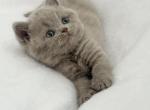 Harley Lilac Girl - British Shorthair Kitten For Sale - Providence&comma; RI&comma; US