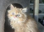 Orange tabby Taco - Persian Kitten For Sale - Nunda&comma; NY&comma; US