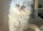 Cream point blue eyes - Persian Kitten For Sale - Nunda&comma; NY&comma; US