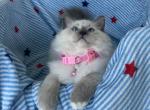 Lemon - Ragdoll Kitten For Sale - Mt Morris&comma; IL&comma; US