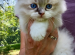 Baby Seal Lynx Mitted Girl - Ragdoll Kitten For Sale - Annapolis Junction&comma; MD&comma; US