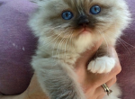 Baby Seal Mitted girl - Ragdoll Kitten For Sale - Annapolis Junction&comma; MD&comma; US