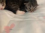 Sir Purrsputin first picture - Siberian Kitten For Sale - Cumming&comma; GA&comma; US