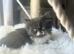 Bicolor female - Persian Kitten For Sale - Nunda&comma; NY&comma; US