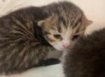 Name Furminator first picture - Siberian Kitten For Sale - Cumming&comma; GA&comma; US