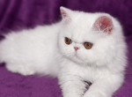 Casper - Persian Kitten For Sale - 