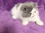Theo - Persian Kitten For Sale - FL&comma; US