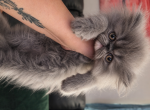 Persian gray male - Persian Kitten For Sale - 