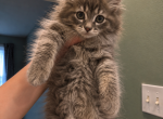 Niles and lou - Maine Coon Kitten For Sale - Monroe&comma; OH&comma; US