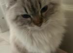 Lily - Siberian Cat For Sale - Delray Beach&comma; FL&comma; US