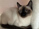 Siamese - Siamese Kitten For Sale - 