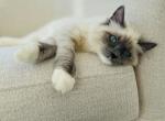 Balinese snowshoe - Balinese Kitten For Sale - Adams&comma; WI&comma; US