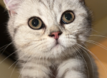 kiki - Scottish Straight Kitten For Sale - Brooklyn&comma; NY&comma; US