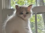 Smore - Ragdoll Kitten For Sale - Annandale&comma; VA&comma; US
