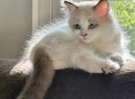 Smore - Ragdoll Kitten For Sale - Annandale&comma; VA&comma; US