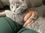Beautiful Kittens - American Shorthair Kitten For Sale - Colesville&comma; MD&comma; US