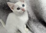 Blue & Green Eyed White Male Kitten - Khao Manee Kitten For Sale - Oregon City&comma; OR&comma; US
