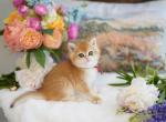 Gloria - British Shorthair Kitten For Sale - WA&comma; US