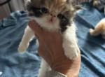 Calico Persian female kitten - Persian Kitten For Sale - MA&comma; US