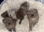 Teddy bear highlanders - Highlander Kitten For Sale - 
