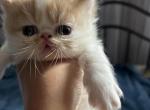 Orange Persian kitten cream - Persian Kitten For Sale - MA&comma; US