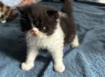 Male Persian kitten black and white - Persian Kitten For Sale - MA&comma; US