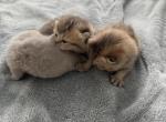 You choose - Scottish Fold Kitten For Sale - Crystal Lake&comma; IL&comma; US