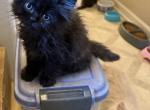 Black - Persian Kitten For Sale - Conyers&comma; GA&comma; US