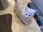 Cream white - Persian Kitten For Sale - Conyers&comma; GA&comma; US