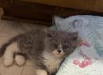Blue white - Persian Kitten For Sale - Conyers&comma; GA&comma; US