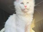 Lucy - Maine Coon Kitten For Sale - Skyline&comma; MN&comma; US
