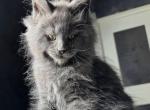 Max - Maine Coon Kitten For Sale - 