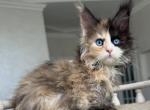 Anthony - Maine Coon Kitten For Sale - 