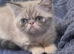 Spice - Exotic Kitten For Sale - 