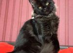 Kiki - Maine Coon Kitten For Sale - 