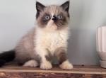 Wilson - Exotic Kitten For Sale - 