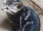 Bengal hybrid kittens - Bengal Kitten For Sale - 
