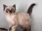 Candy - Exotic Kitten For Sale - 
