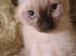 Male and Female Siamese Kittens - Siamese Kitten For Sale - High Ridge&comma; MO&comma; US