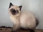 Simon - Exotic Kitten For Sale - Central&comma; SC&comma; US
