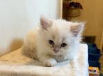 Flame point - Persian Kitten For Sale - Conyers&comma; GA&comma; US