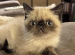 Maverick - Exotic Kitten For Sale - Central&comma; SC&comma; US