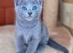 Kitty Russian Blue Male - Russian Blue Kitten For Sale - Charlotte&comma; NC&comma; US