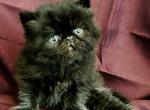 Maggie  kittens - Persian Kitten For Sale - Warminster&comma; PA&comma; US