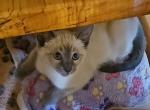 Summer Kittens - Ragdoll Kitten For Sale - Conifer&comma; CO&comma; US