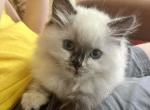 Tora - Ragdoll Kitten For Sale - 