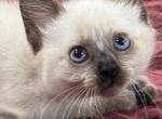 Orange boy - Siamese Kitten For Sale - 